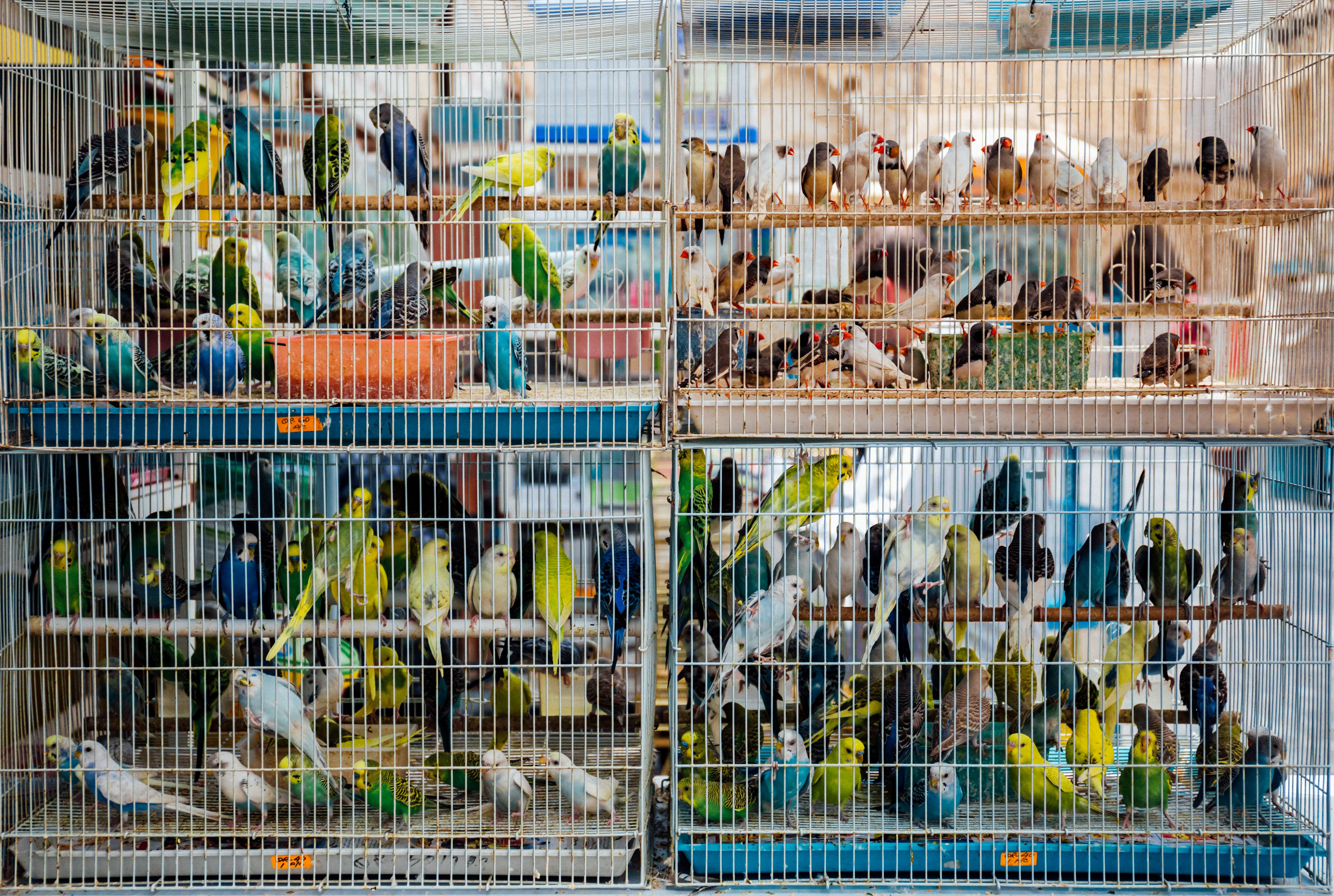 Bird Transport Services