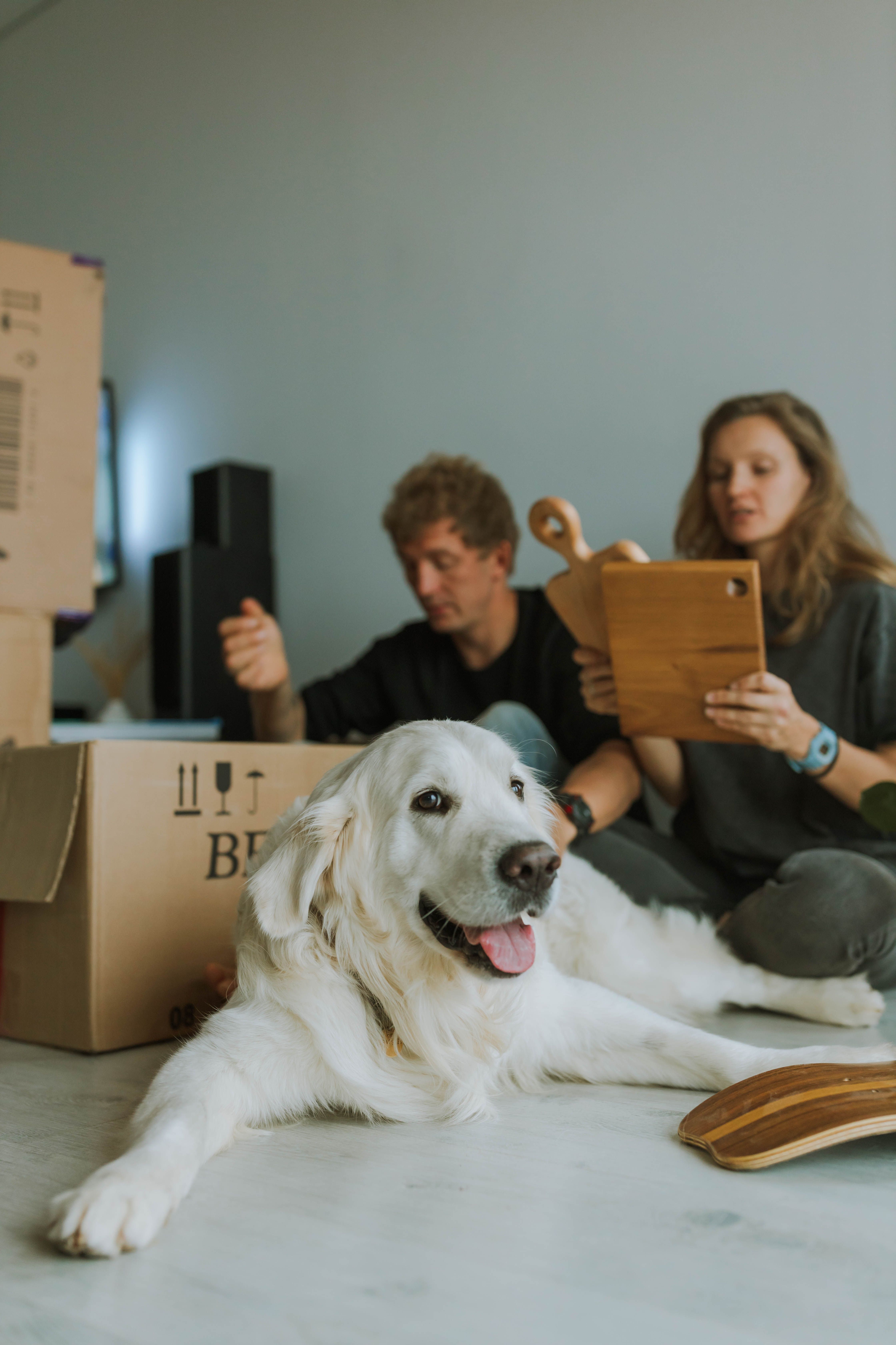 Pet Transportation Services